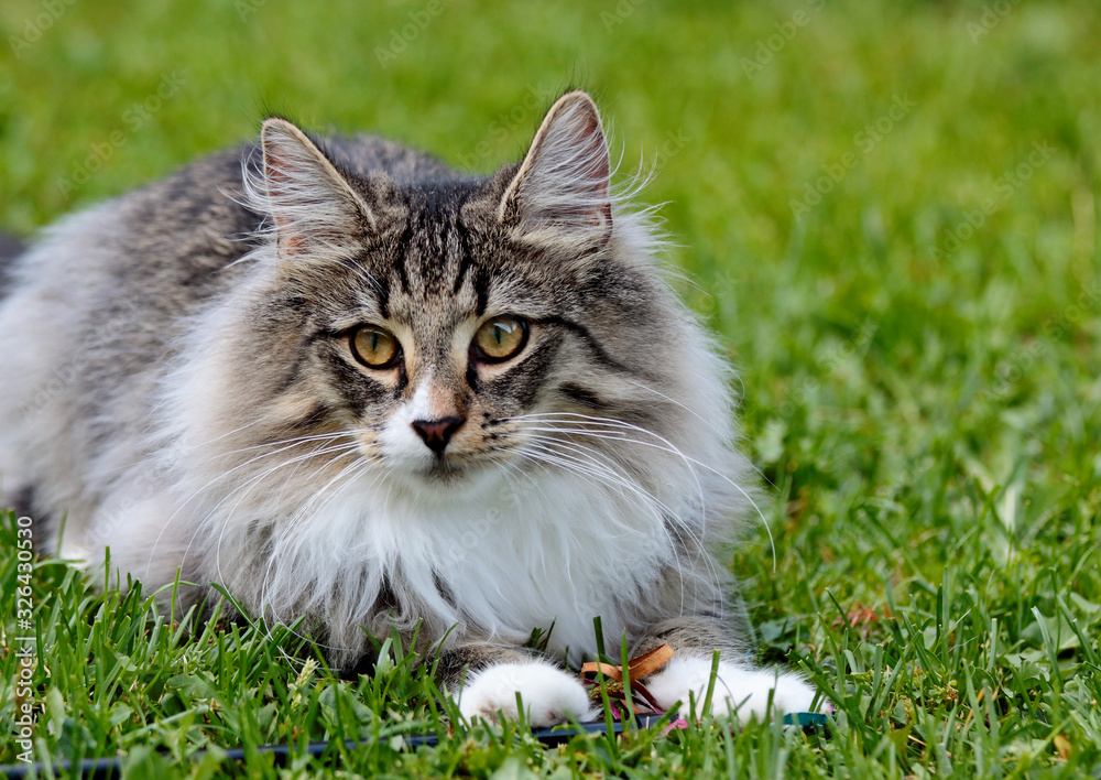 A norwegian forest cat male resting on lawn on a summer day