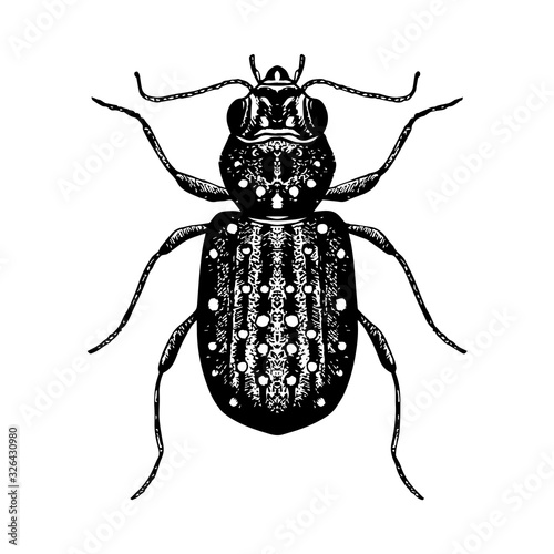 Hand drawn sketch of beetle