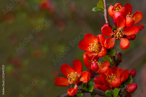 Bright flowering Japanese quince or Chaenomeles japonica in spring. Greeting card background. For add text . Nature concept for design. Horizontal background. Close Up.