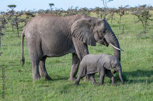 Fototapeta Naklejka Na Ścianę i Meble -  Mother and baby African Elephant in lush green grasses of the masai Mara