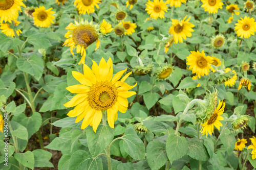 sunflowers farm with yellow flowers