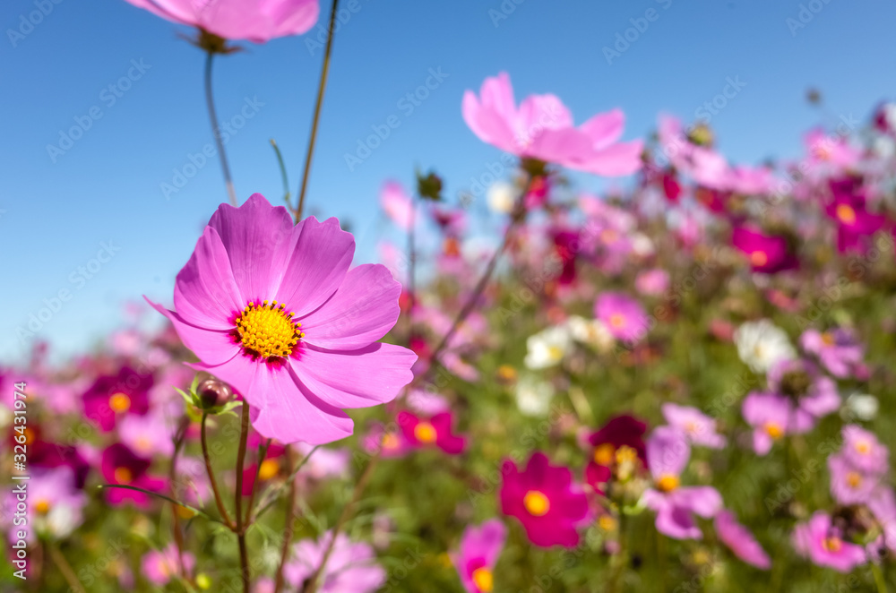 pink cosmos flowers farm