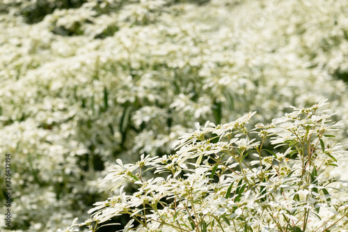 white pascuita flowers