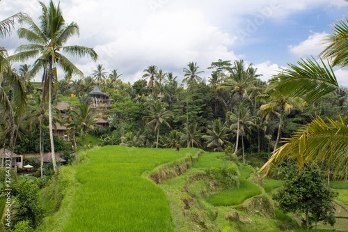 Vista panoramica de la zona de campos de arroz cerca la ciudad famosa de Ubud en la isla de Bali
