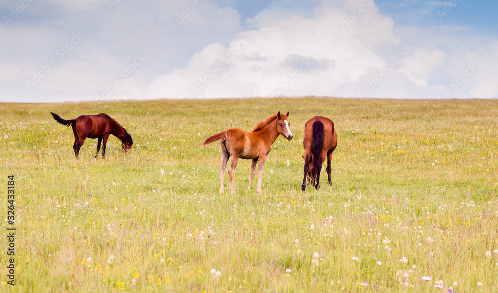 Horses Grazing Nature