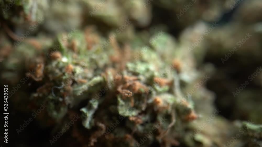 Extreme close up Macro shot of green trimmed medical marijuana bud. Dolly back RACK FOCUS. Extreme close up Macro shot of green trimmed medical marijuana bud. Dolly back RACK FOCUS.
