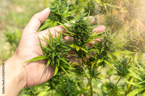 Hand holding marijuana leaves, cannabis growing in the garden. Marijuana bud, cannabis plant beautiful background in the farm.
