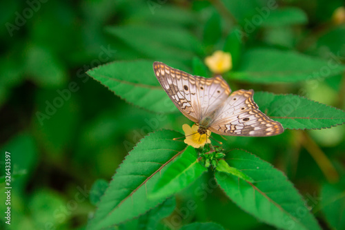 Borboleta