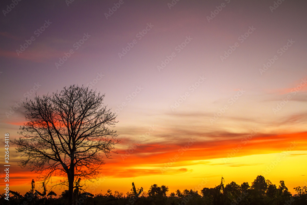 Fototapeta premium sunset over field