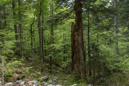 Wald im Sommer