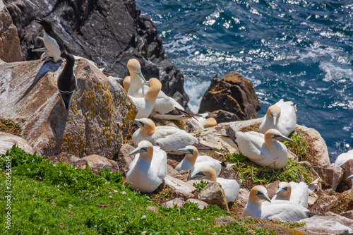 Foto Northern Gannet bird colony (Morus bassanus) nesting on rocks at Saltee Islands Ireland along coast with North Atlantic ocean
