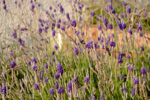 purple lavender at garden