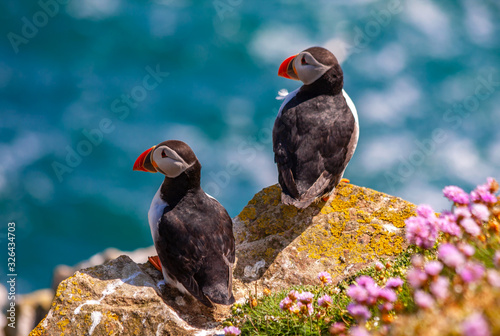 Canvas Print Atlantic puffins (Fratercula arctica) two on rocks looking out to sparkling blue sea ocean