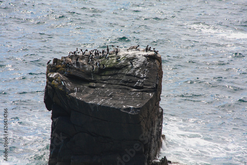 Guillemots colony, Uria aalge, on sea stack at Saltee Islands, Wexford, Ireland, Europe. Black and white seabirds on steep vertical column stack in North Atlantic Ocean photo