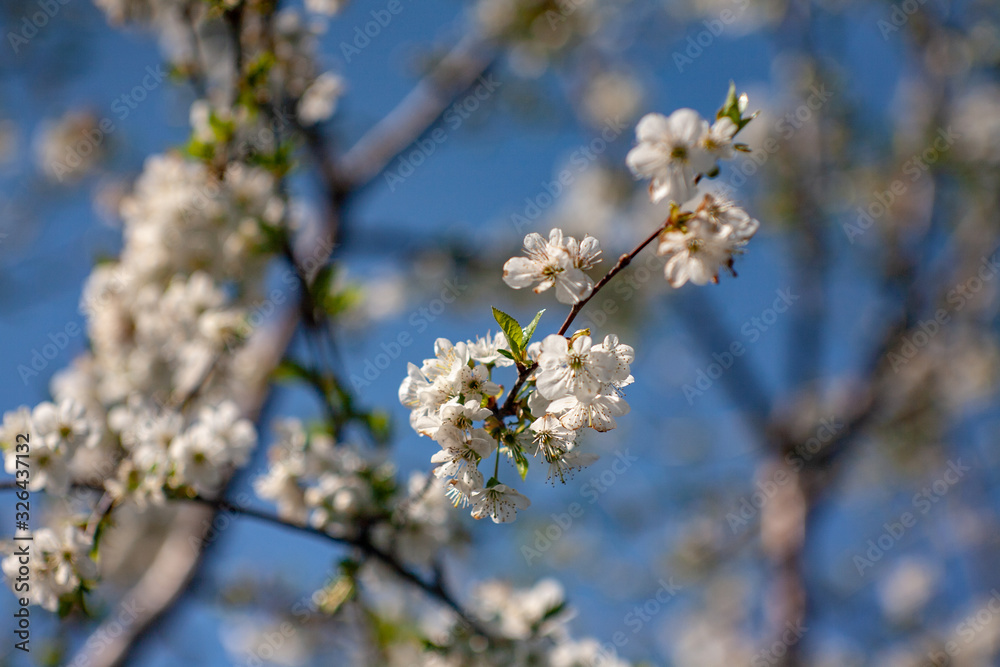 Bird cherry blossoms flowers in spring. Spring blossom flowers of bird cherry tree. Spring bird cherry tree flowers. Bird cherry tree flowers bloom in spring Bird cherry blossoms flowers in spring. Spring blossom flowers of bird cherry tree. Spring bird cherry tree flowers. Bird cherry tree flowers bloom in spring