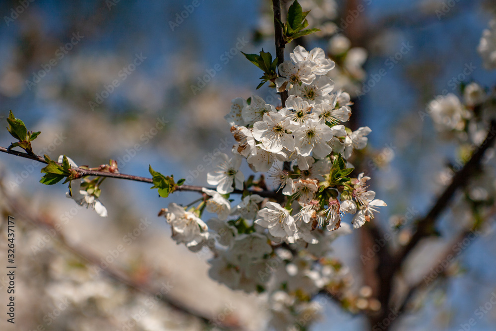 Bird cherry blossoms flowers in spring. Spring blossom flowers of bird cherry tree. Spring bird cherry tree flowers. Bird cherry tree flowers bloom in spring Bird cherry blossoms flowers in spring. Spring blossom flowers of bird cherry tree. Spring bird cherry tree flowers. Bird cherry tree flowers bloom in spring