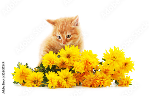 Cat with flowers.