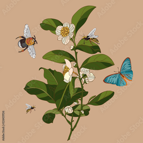 Botanical illustration with elements of the plant tea, bumblebee, wasp and butterfly