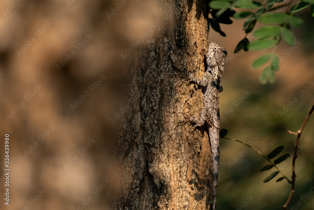 Blue Crested Lizard