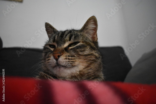Quadro su tela gatto dorme sul divano