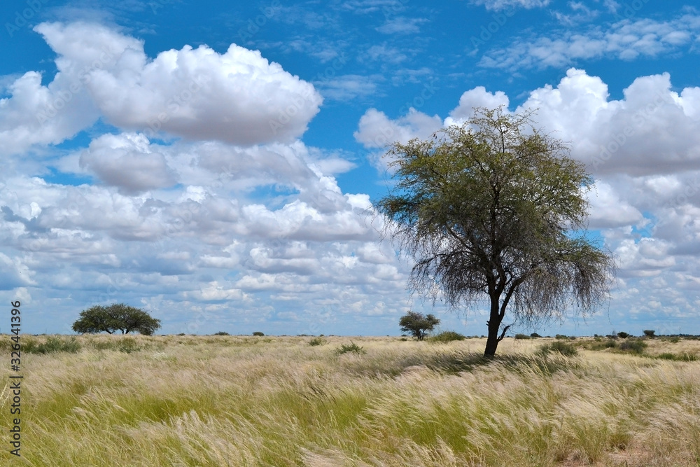 Fantastic african savanna landscape, covered with tall grass and trees, beautiful sky with clouds, Namibia.