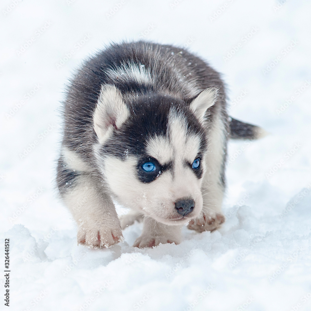 Cute little husky puppy in snow Cute little husky puppy in snow