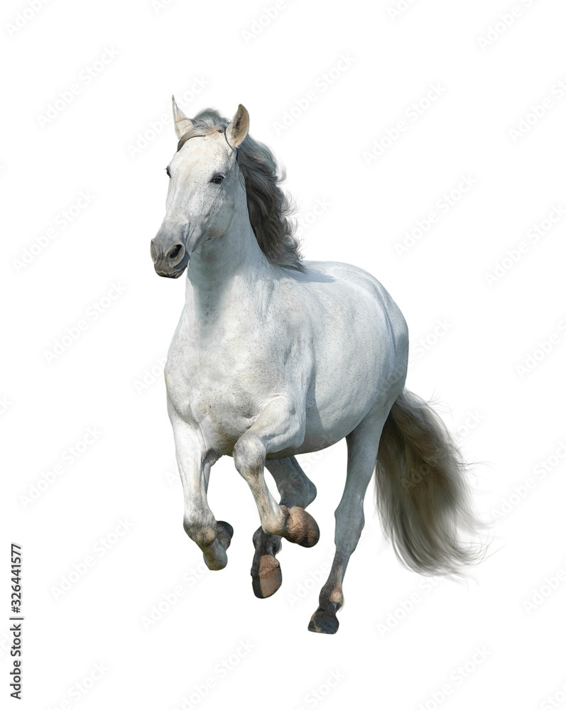 Running white andalusian stallion isolated on white