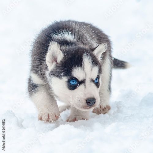 Cute little husky puppy in ...
