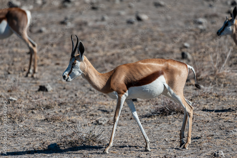 Closeup of an Impala - Aepyceros melampus- grazing on the plains of Etosha National Park, Namibia. Closeup of an Impala - Aepyceros melampus- grazing on the plains of Etosha National Park, Namibia.