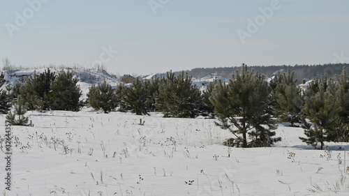 Wallpaper Mural  forest outskirts with young pine trees with houses in the background Torontodigital.ca