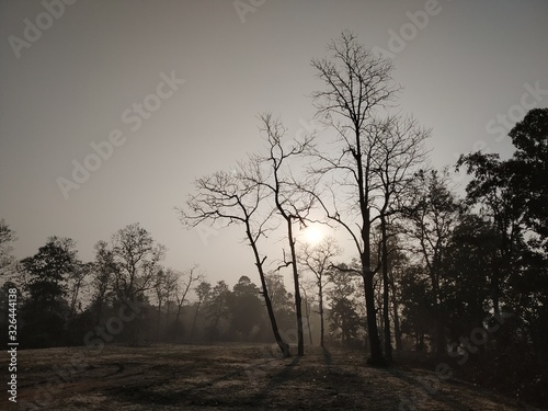 tree in fog