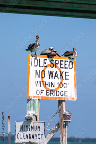 Fotografija Vögel an der Westküste Floridas