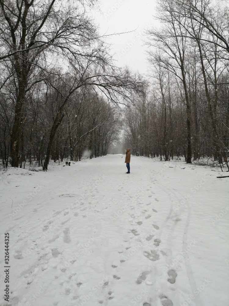 walking landscape in winter forest ith snow walking landscape in winter forest ith snow