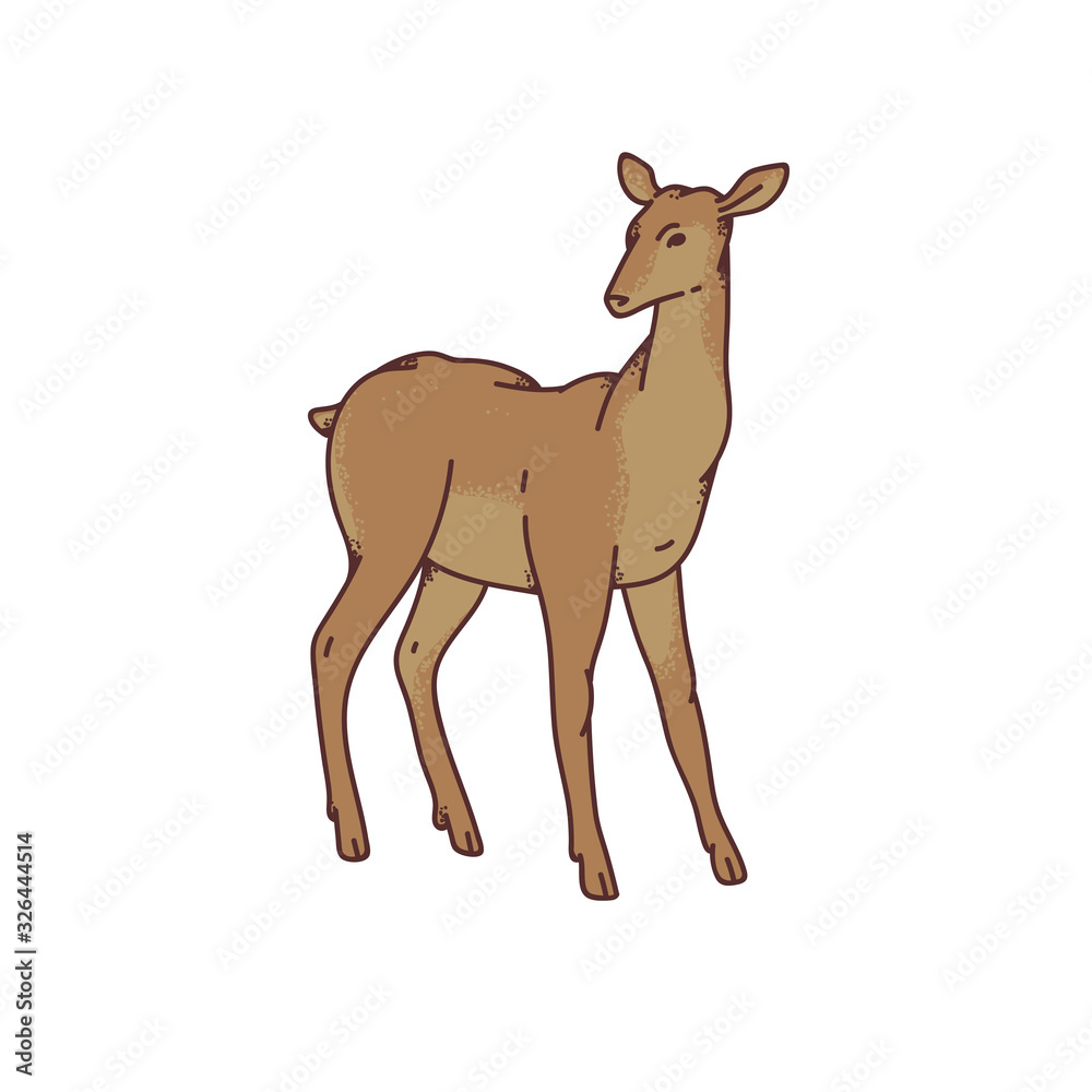 Wild young deer female vector outline sketch illustration isolated on white background. Wild young deer female vector outline sketch illustration isolated on white background.