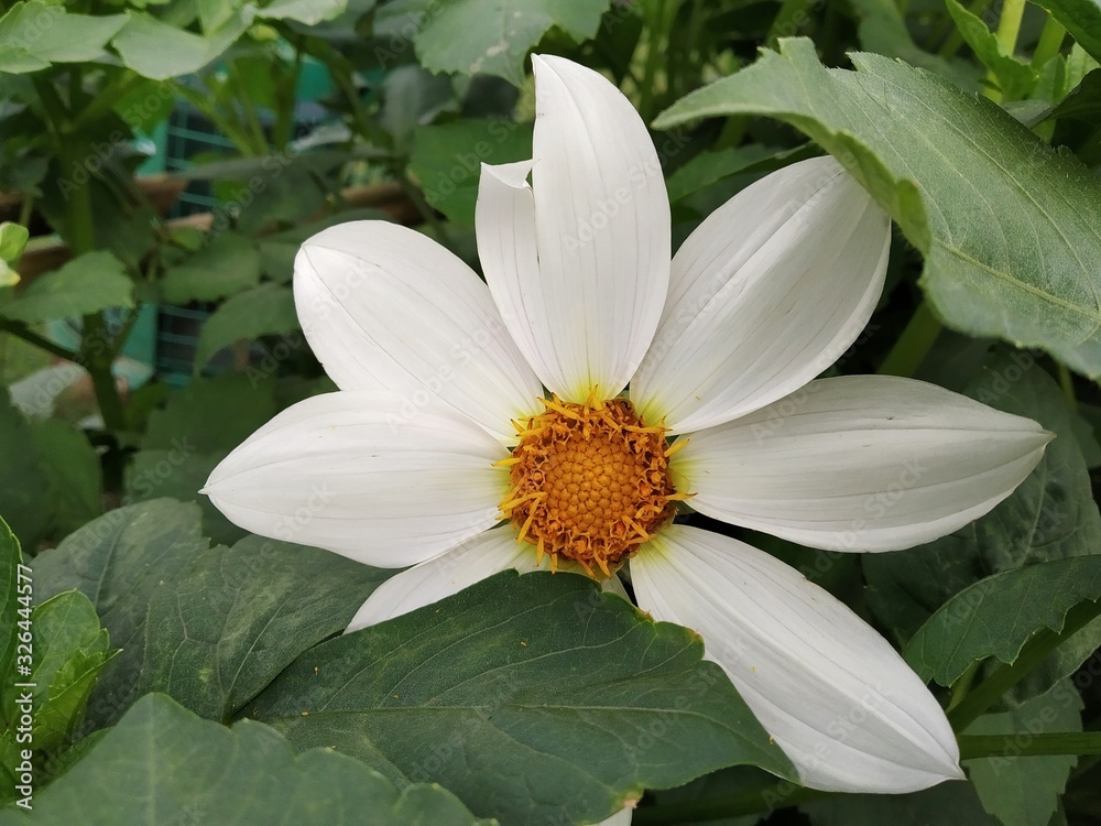 Obraz premium white flower