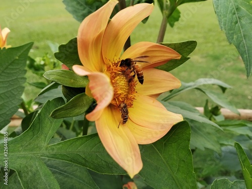 bee on flower