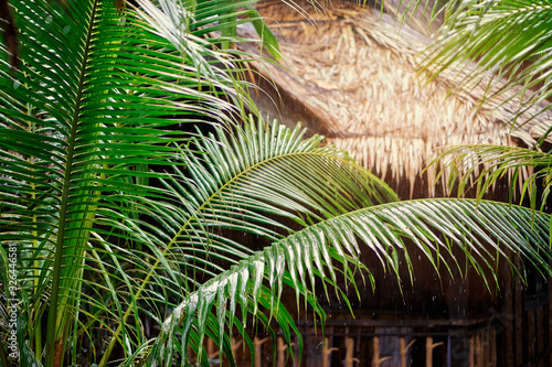 Rain in tropical resort. Wet palm leaves.