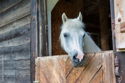 Portrait of a white horse on barn © moodboard