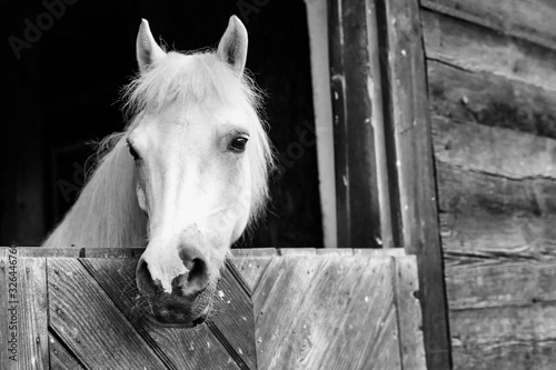 Black and white photo of horse on barn