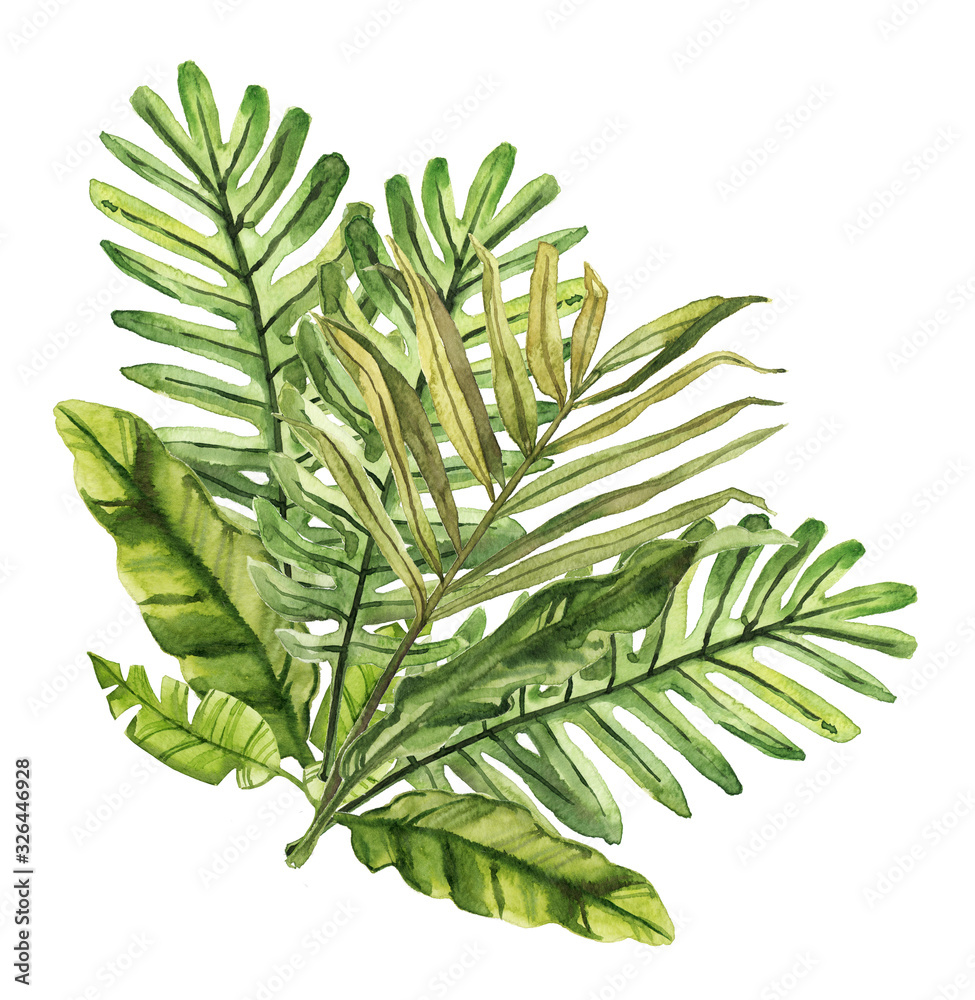 Watercolor hand drawn rainforest tropical leaves botanical illustration ...