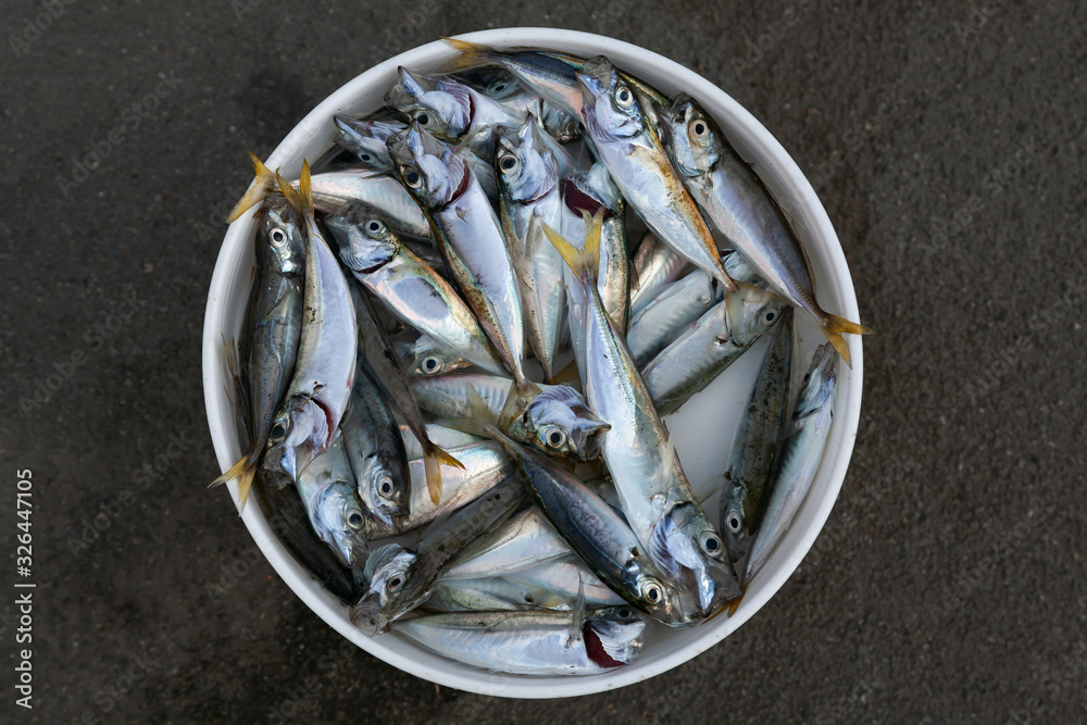 Caught fishes in bucket