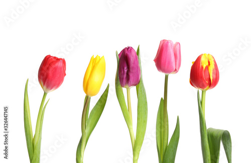 Beautiful bright spring tulips on white background