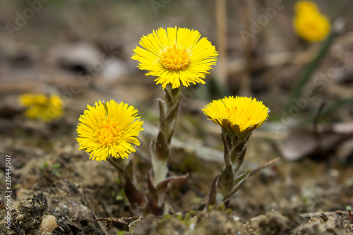 Fotografie Coltsfoot (Tussilago farfara) a plant in the groundsel tribe in daisy family Asteraceae, medicinal plant for cough, found in colonies of dozens of plants in early spring
