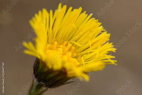 Coltsfoot  Tussilago farfara  a plant in the groundsel tribe in daisy family Asteraceae  medicinal plant for cough  found in colonies of dozens of plants in early spring. 