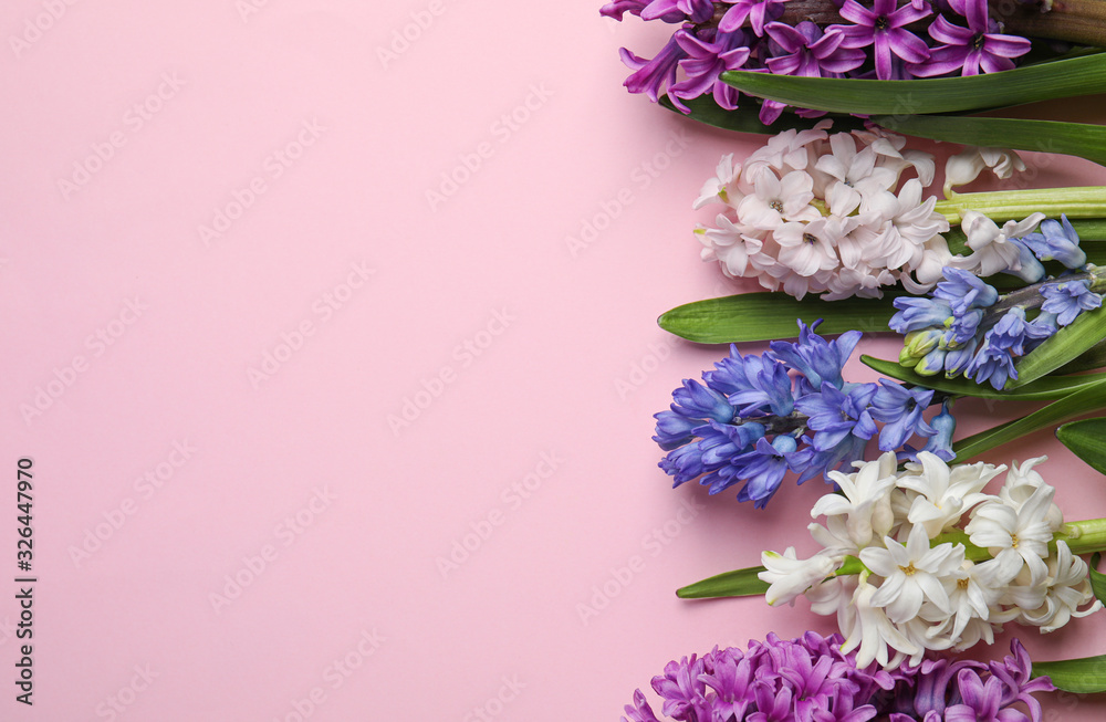 Beautiful spring hyacinth flowers on pink background, flat lay. Space for text