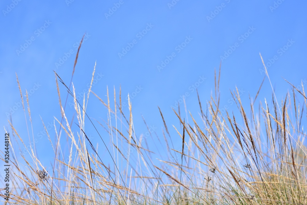 Fototapeta premium Espigas de plantas de esparto con el cielo y las nubes de fondo