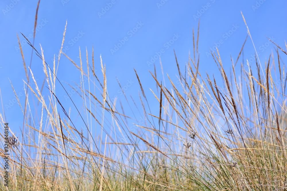 Fototapeta premium Espigas de plantas de esparto con el cielo y las nubes de fondo