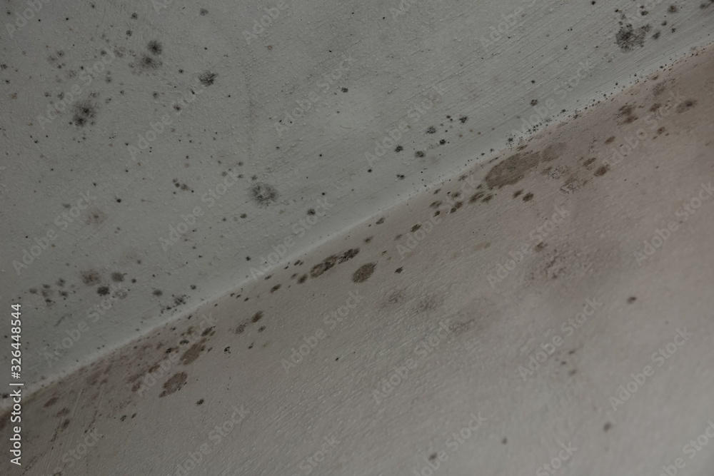 Stachybotrys chartarum Black Ceiling Mold caused from water damage and ...