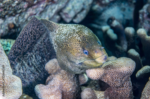 Giant moray fish - Indonesia Banda Neira underwater picture