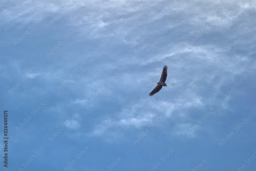 eagle in the sky eagle in the sky